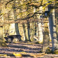 Dammhirsche stehen in einem lichten Wald, Sonnenstrahlen fallen durch die Bäume und beleuchten den Waldboden., © SMG, Sarah Schmid
