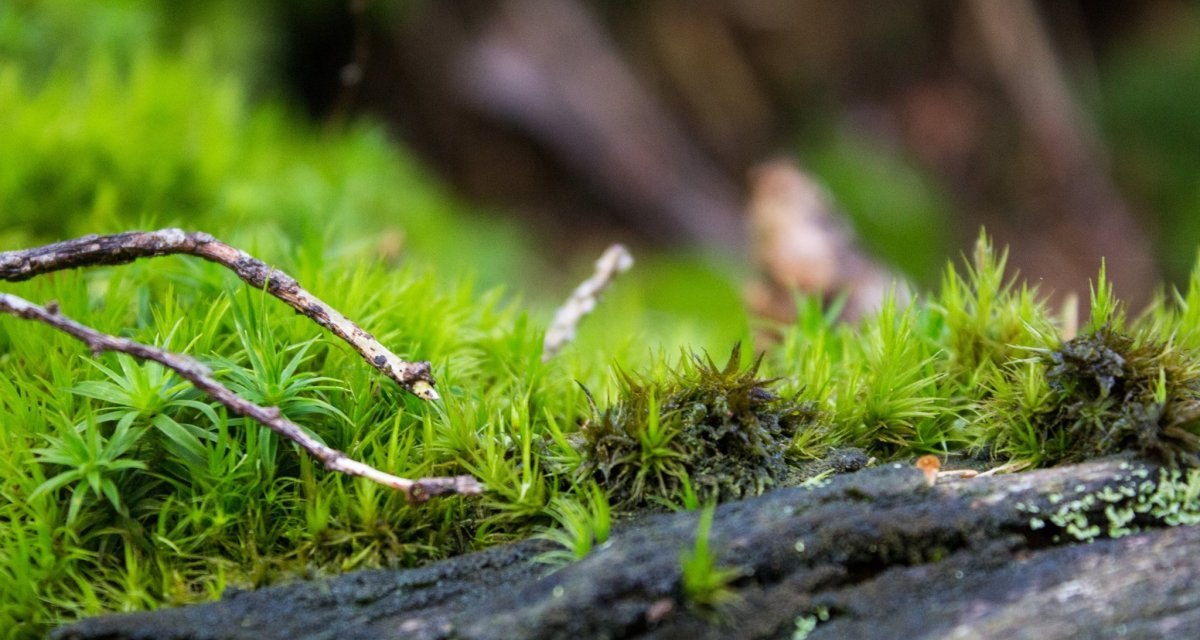 Gr&uuml;nes Moos und Zweige auf einem Baumstamm im Wald, Nahaufnahme mit unscharfem Hintergrund., &copy; N&ouml;rdlicher Schwarzwald