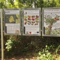 Drei Informationstafeln im Freien, die über die Baumbergwiese, eine verborgene Idylle und die Natur im Wald informieren. Umgeben von Bäumen und Sträuchern., © Natur.Nah. Schönbuch & Heckengäu Drei Informationstafeln im Freien, die über die Baumbergwiese, eine verborgene Idylle und die Natur im Wald informieren. Umgeben von Bäumen und Sträuchern., © Natur.Nah. Schönbuch & Heckengäu