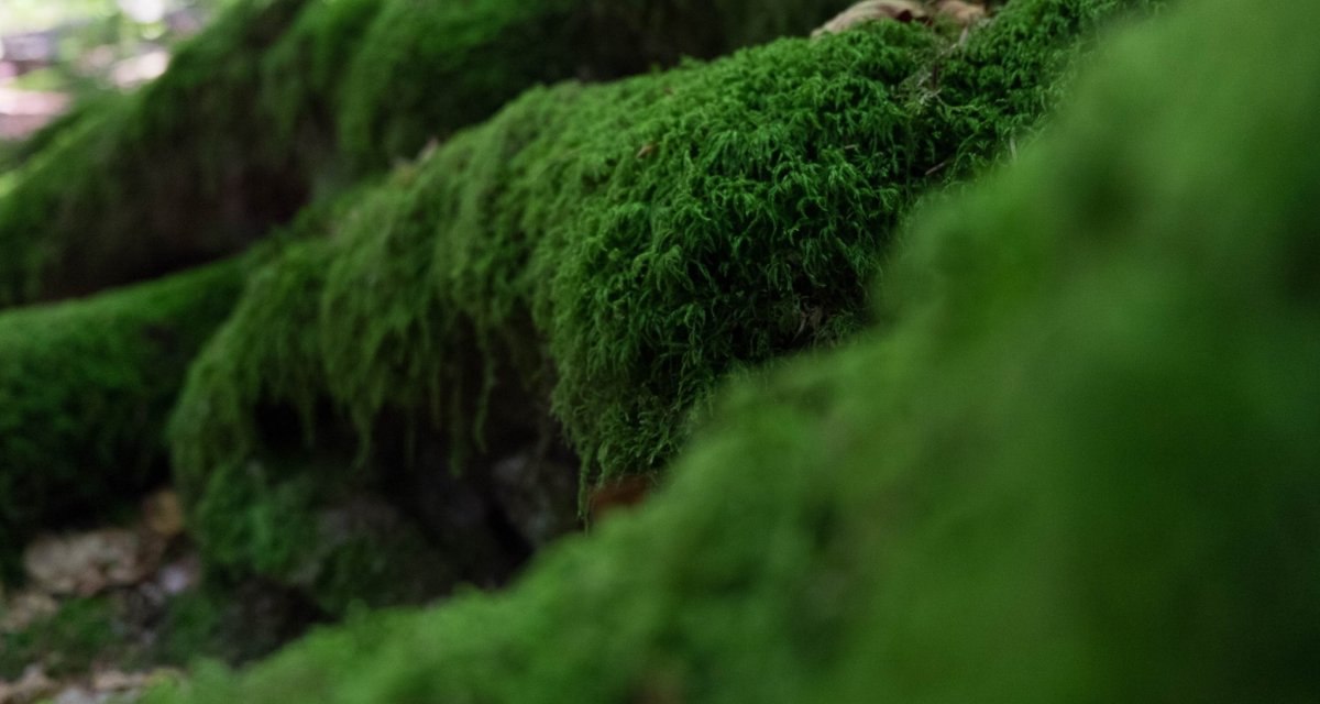 Dichtes, sattgr&uuml;nes Moos bedeckt einen Baumstamm im Wald. Die Aufnahme zeigt die Textur und Lebendigkeit der Moosoberfl&auml;che aus n&auml;chster N&auml;he., &copy; N&ouml;rdlicher Schwarzwald