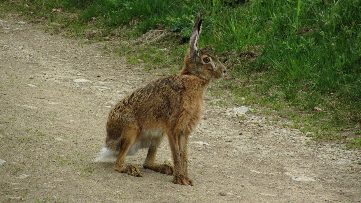 Ein Hase sitzt aufmerksam auf einem Feldweg, umgeben von grünem Gras.