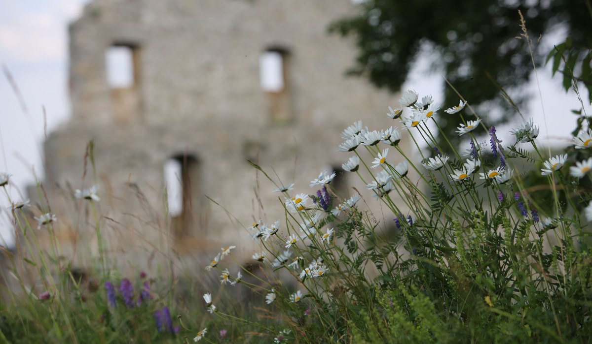 Wildblumen im Vordergrund, darunter weiße Margeriten, vor einer unscharfen Ruine im Hintergrund. Der Himmel ist leicht bewölkt., © Bad Urach Tourismus Wildblumen im Vordergrund, darunter weiße Margeriten, vor einer unscharfen Ruine im Hintergrund. Der Himmel ist leicht bewölkt., © Bad Urach Tourismus