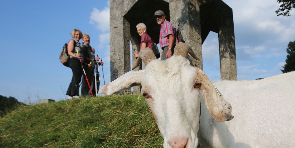 Eine Ziege steht im Vordergrund, während vier Personen mit Wanderstöcken vor einem Ehrenmal posieren. Der Himmel ist blau mit einigen Wolken., © Bad Urach Tourismus