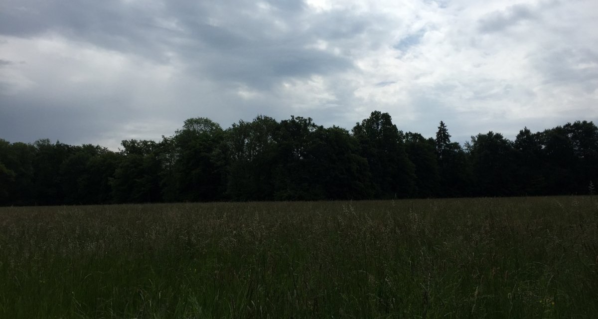 Eine weite Wiese erstreckt sich vor einem dichten Wald, w&auml;hrend der Himmel von Wolken bedeckt ist., &copy; www.pro-cycl.de