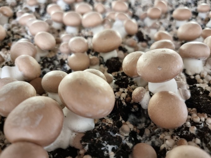 Nahaufnahme von zahlreichen braunen Champignons, die dicht nebeneinander auf Erde wachsen., © SwabianTravel Nahaufnahme von zahlreichen braunen Champignons, die dicht nebeneinander auf Erde wachsen., © SwabianTravel