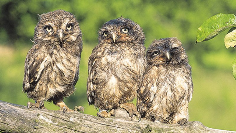 Drei junge Eulen sitzen nebeneinander auf einem Ast, umgeben von grünem Hintergrund., © Natur.Nah. Schönbuch & Heckengäu Drei junge Eulen sitzen nebeneinander auf einem Ast, umgeben von grünem Hintergrund., © Natur.Nah. Schönbuch & Heckengäu
