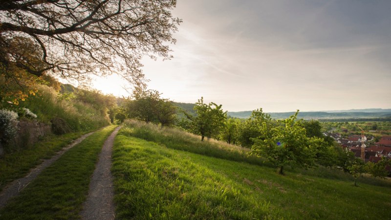 Ein schmaler Weg schlängelt sich durch eine grüne Landschaft mit Bäumen. Im Hintergrund ist ein Dorf im Tal zu sehen, beleuchtet von der Abendsonne., © Natur.Nah. Schönbuch & Heckengäu Ein schmaler Weg schlängelt sich durch eine grüne Landschaft mit Bäumen. Im Hintergrund ist ein Dorf im Tal zu sehen, beleuchtet von der Abendsonne., © Natur.Nah. Schönbuch & Heckengäu