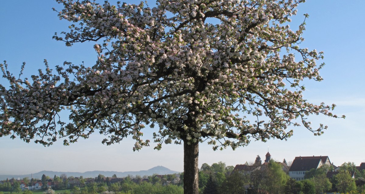 Ein blühender Apfelbaum steht auf einer Wiese voller gelber Blumen. Im Hintergrund sind ein Dorf und Hügel zu sehen., © Landkreis Göppingen Ein blühender Apfelbaum steht auf einer Wiese voller gelber Blumen. Im Hintergrund sind ein Dorf und Hügel zu sehen., © Landkreis Göppingen