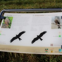 Infotafel über Rotmilan und Schwarzmilan auf einem Greifvogel-Erlebnispfad. Enthält Bilder und Informationen zu den Vögeln. Hintergrund aus Gras., © Natur.Nah. Schönbuch & Heckengäu Infotafel über Rotmilan und Schwarzmilan auf einem Greifvogel-Erlebnispfad. Enthält Bilder und Informationen zu den Vögeln. Hintergrund aus Gras., © Natur.Nah. Schönbuch & Heckengäu