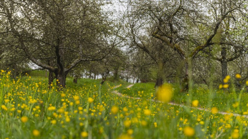 Eine idyllische Streuobstwiese in Urbach mit bl&uuml;henden gelben Blumen und Obstb&auml;umen im Hintergrund. Ein schmaler Pfad f&uuml;hrt durch die Wiese.