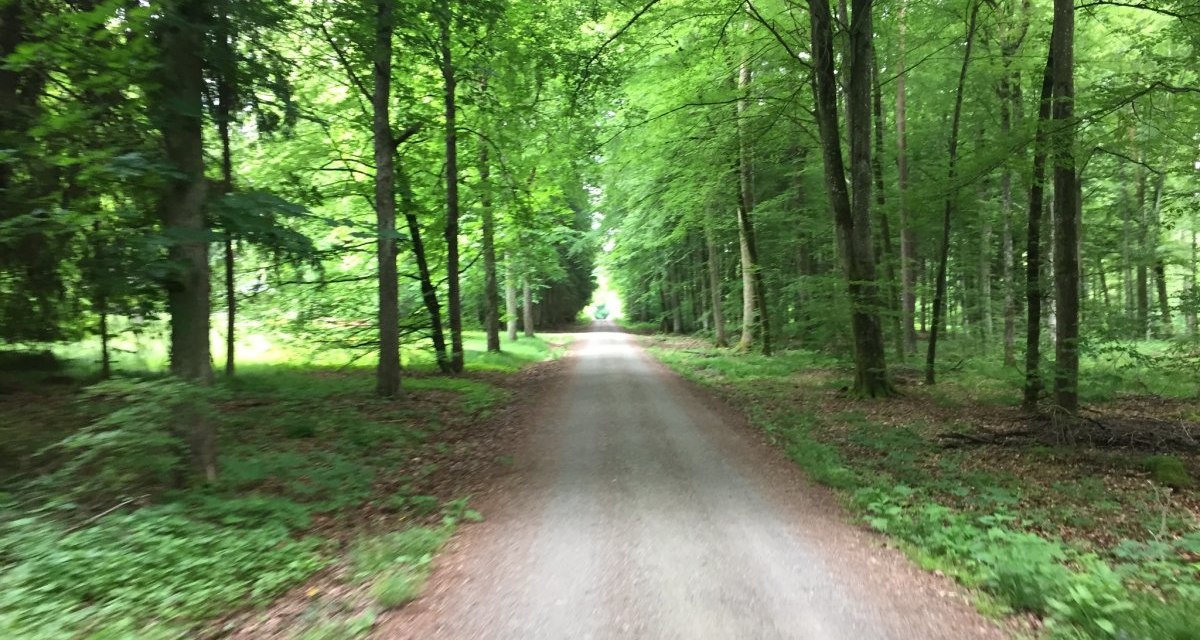 Ein gerader Weg f&uuml;hrt durch den dichten, gr&uuml;nen Wald des Sch&ouml;nbuchs. Die B&auml;ume spenden Schatten und die Umgebung wirkt ruhig und einladend., &copy; www.pro-cycl.de