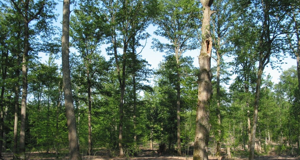Lichter Wald mit hohen Bäumen und vereinzeltem Unterholz unter blauem Himmel. Sonnenlicht fällt durch die Baumkronen auf den Waldboden., © Natur.Nah. Schönbuch & Heckengäu Lichter Wald mit hohen Bäumen und vereinzeltem Unterholz unter blauem Himmel. Sonnenlicht fällt durch die Baumkronen auf den Waldboden., © Natur.Nah. Schönbuch & Heckengäu