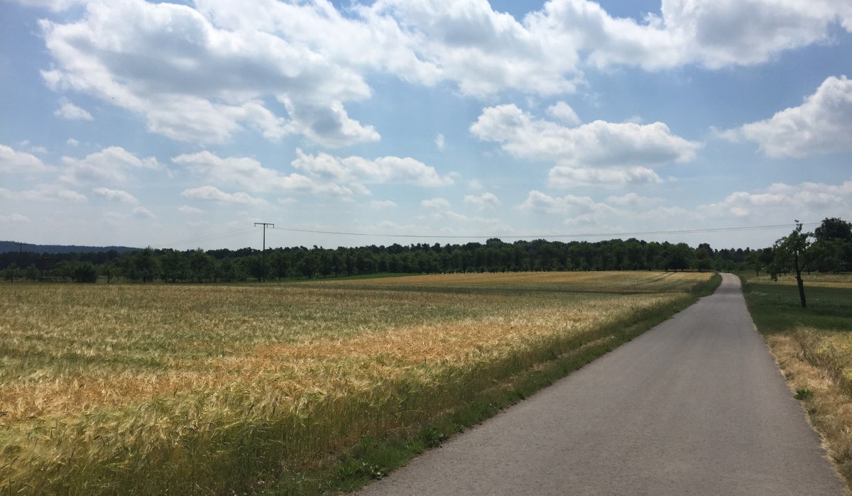 Ein asphaltierter Weg verläuft neben einem Getreidefeld unter einem blauen Himmel mit weißen Wolken., © www.pro-cycl.de