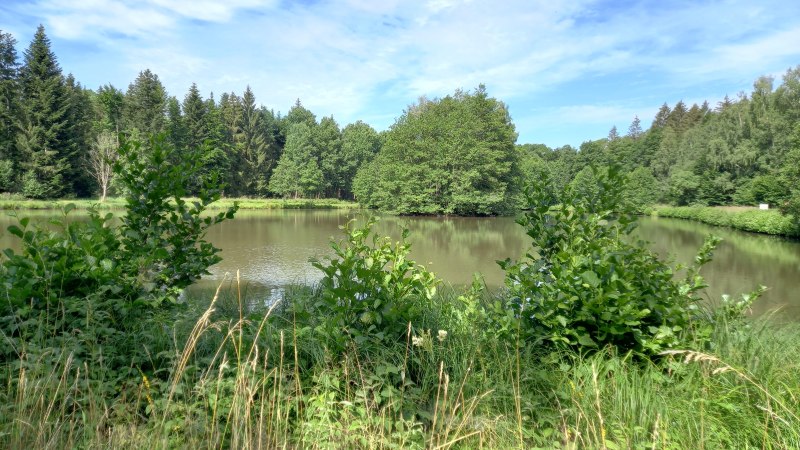 kleiner Waldsee, von Büschen und Bäumen umgeben, © Petra Natzkowski kleiner Waldsee, von Büschen und Bäumen umgeben, © Petra Natzkowski