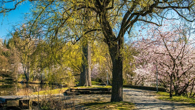 Ein idyllischer Park mit blühenden Bäumen und einem kleinen Steg am Wasser. Der blaue Himmel und die Frühlingsblüten schaffen eine friedliche Atmosphäre., © Stuttgart-Marketing GmbH, Sarah Schmid Ein idyllischer Park mit blühenden Bäumen und einem kleinen Steg am Wasser. Der blaue Himmel und die Frühlingsblüten schaffen eine friedliche Atmosphäre., © Stuttgart-Marketing GmbH, Sarah Schmid