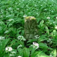 Ein alter Grenzstein mit der Inschrift '1670' steht in einem Feld aus blühendem Bärlauch im Wald., © Nürtingen - Stuttgart-Marketing GmbH