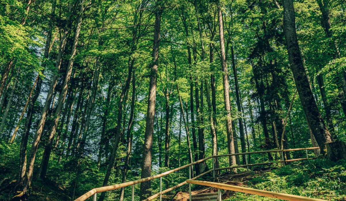 Ein Waldweg mit Treppen und Geländer führt durch einen dichten, grünen Wald. Sonnenlicht fällt durch die Blätter und beleuchtet den Pfad., © Tourismus Ostalb