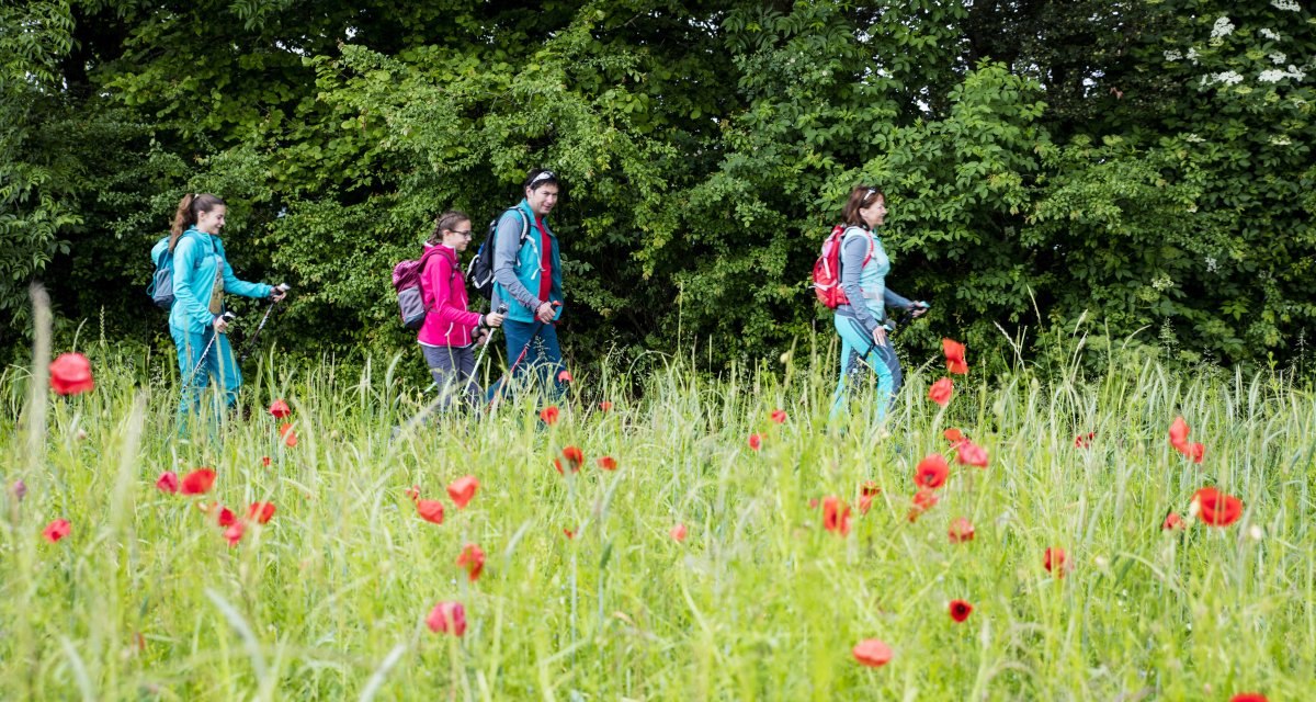 Vier Personen wandern mit Rucks&auml;cken und St&ouml;cken durch ein Mohnfeld vor einer gr&uuml;nen Baumkulisse., &copy; Schw&auml;bische Alb Tourismusverband e.V.