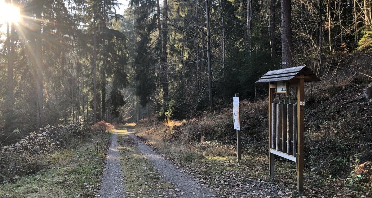 Ein Waldweg mit Sonnenstrahlen durch die B&auml;ume. Rechts steht ein h&ouml;lzernes Informationsschild. Der Boden ist mit Laub bedeckt., &copy; N&ouml;rdlicher Schwarzwald