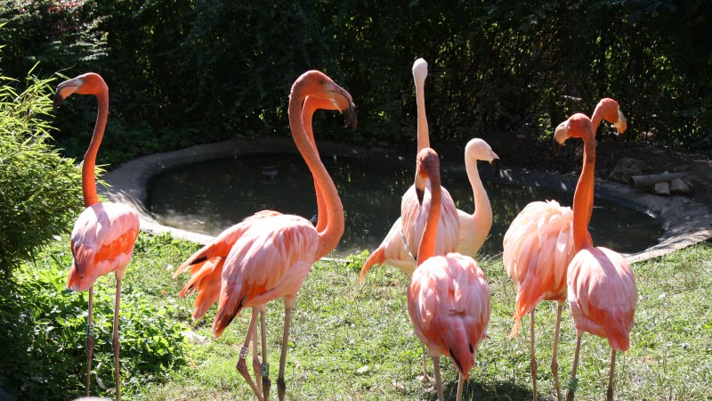 Eine Gruppe von Flamingos steht im Gras vor einem kleinen Teich im Tierpark Göppingen, umgeben von grüner Vegetation., © Tierpark Göppingen Eine Gruppe von Flamingos steht im Gras vor einem kleinen Teich im Tierpark Göppingen, umgeben von grüner Vegetation., © Tierpark Göppingen