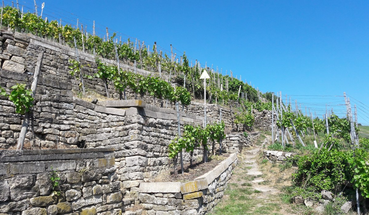 Terrassierte Weinberge mit Steinmauern und grünen Reben unter klarem, blauem Himmel. Ein schmaler Pfad führt durch die Anlage., © Land der 1000 Hügel - Kraichgau-Stromberg Terrassierte Weinberge mit Steinmauern und grünen Reben unter klarem, blauem Himmel. Ein schmaler Pfad führt durch die Anlage., © Land der 1000 Hügel - Kraichgau-Stromberg