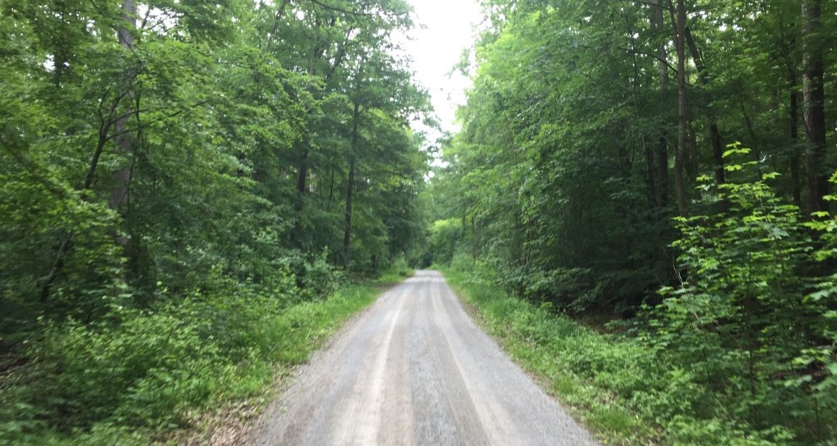 Ein schmaler Waldweg schl&auml;ngelt sich durch dichten, gr&uuml;nen Wald im Sch&ouml;nbuch. Die B&auml;ume spenden Schatten und die Natur wirkt unber&uuml;hrt., &copy; www.pro-cycl.de