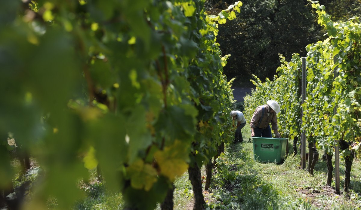 Zwei Personen arbeiten in einem Weinberg, umgeben von grünen Reben. Sie bücken sich über eine grüne Kiste, während die Sonne durch die Blätter scheint., © Land der 1000 Hügel - Kraichgau-Stromberg
