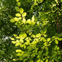 Sonnenlicht durchflutet die grünen Blätter eines Baumes und erzeugt ein lebendiges Spiel aus Licht und Schatten im Wald. Sonnenlicht durchflutet die grünen Blätter eines Baumes und erzeugt ein lebendiges Spiel aus Licht und Schatten im Wald.