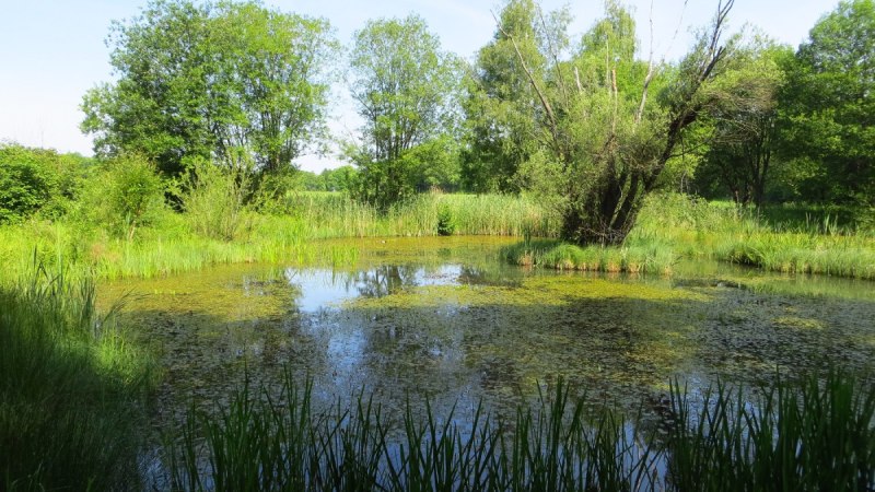 Ein Teich im Amphibienschutzgebiet 'Turm', umgeben von üppigem Grün, Bäumen und Schilf unter blauem Himmel., © Landkreis Göppingen