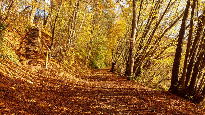 Ein herbstlicher Wanderweg in Gaildorf, bedeckt mit buntem Laub. Links führt eine Holztreppe den Hang hinauf, umgeben von Bäumen in goldenen Farben.