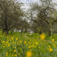 Eine idyllische Streuobstwiese in Urbach mit bl&uuml;henden gelben Blumen und Obstb&auml;umen im Hintergrund. Ein schmaler Pfad f&uuml;hrt durch die Wiese.
