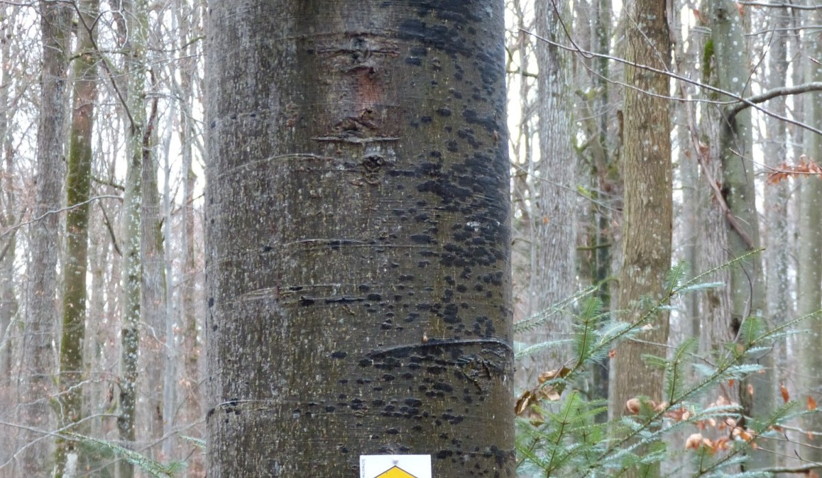 Holzschild 'STECKENTALSTRÄSSLE' an einem Baum im Wald, darunter zwei Wandermarkierungen mit gelbem und rotem Symbol., © Natur.Nah. Schönbuch & Heckengäu