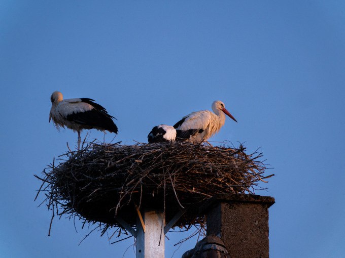 Zwei St&ouml;rche sitzen in einem gro&szlig;en Nest auf einem Dach, beleuchtet vom warmen Licht des Sonnenuntergangs., &copy; Stadtverwaltung Weil der Stadt