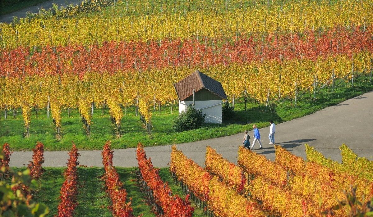 Tour 2_Weinberge_KLeinbottwar_Herbst-Dieter_Sukowski_klein, &copy; Copyright Tourismugemeinschaft Marbach-Bottwartal Dieter Sukowski