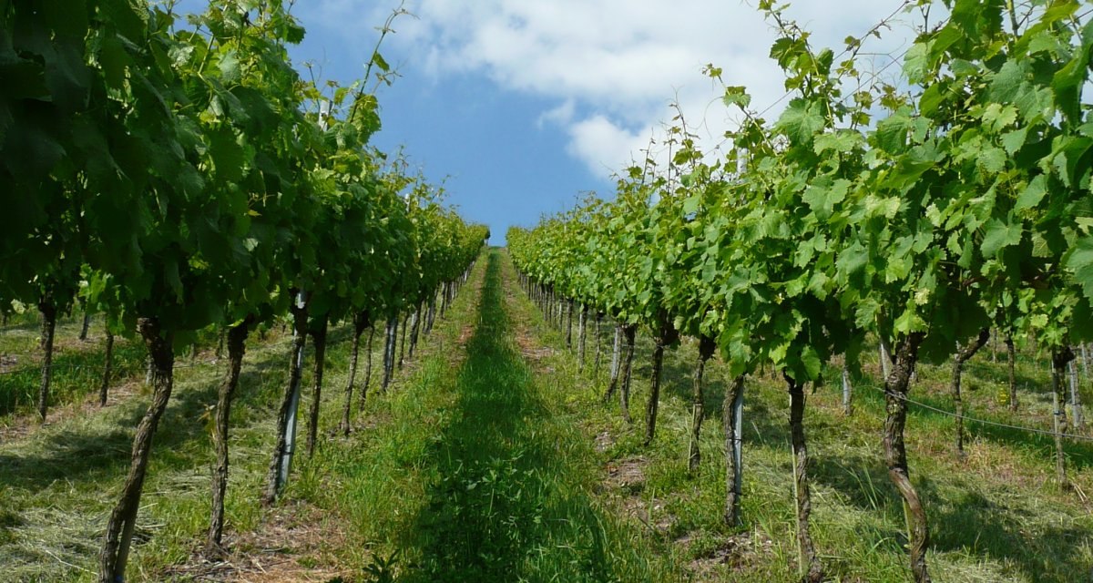 Weinberg in Sachsenheim-Hohenhaslach mit gr&uuml;nen Rebenreihen unter blauem Himmel und wei&szlig;en Wolken., &copy; Kraichgau-Stromberg Tourismus e.V.