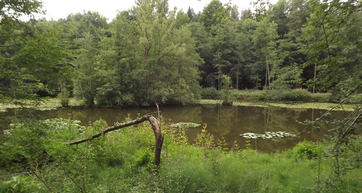 Ein idyllischer Waldteich mit Seerosen, umgeben von dichtem Grün und Bäumen. Ein umgestürzter Baumstamm ragt ins Bild., © Natur.Nah. Schönbuch & Heckengäu Ein idyllischer Waldteich mit Seerosen, umgeben von dichtem Grün und Bäumen. Ein umgestürzter Baumstamm ragt ins Bild., © Natur.Nah. Schönbuch & Heckengäu