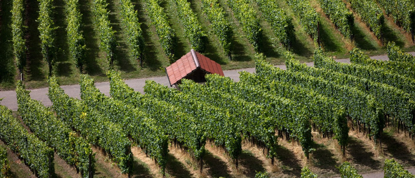 Weinberge im Bottwartal mit einem kleinen Häuschen zwischen den Rebenreihen. Die grünen Reben erstrecken sich in geordneten Linien., © SMG, Achim Mende Weinberge im Bottwartal mit einem kleinen Häuschen zwischen den Rebenreihen. Die grünen Reben erstrecken sich in geordneten Linien., © SMG, Achim Mende
