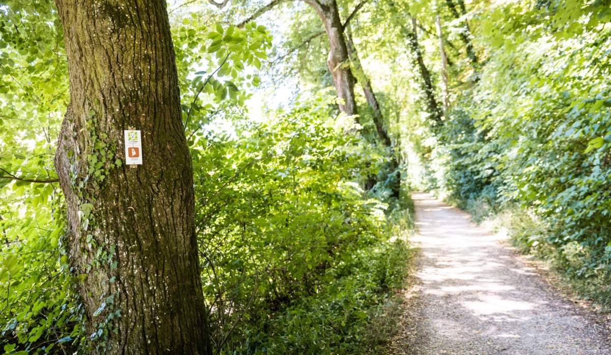 Ein Baum am Waldrand trägt ein Markierungszeichen. Ein schmaler Weg führt durch den grünen, sonnigen Wald., © © Stefan Kuhn Photography