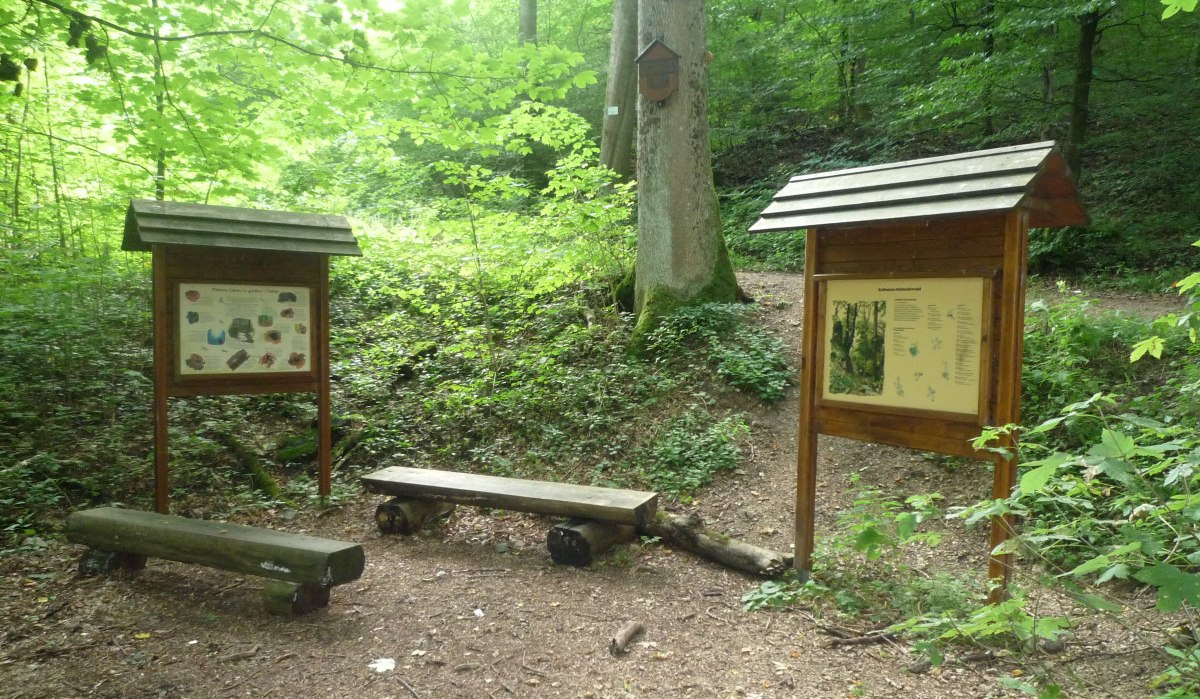 Zwei Informationstafeln und Holzbänke stehen im grünen Wald auf einem Naturlehrpfad. Die Umgebung ist dicht bewachsen und ruhig., © Bad Urach Tourismus