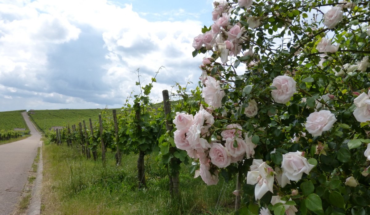 Weinlehrpfad Horrheim Weinlehrpfad Horrheim