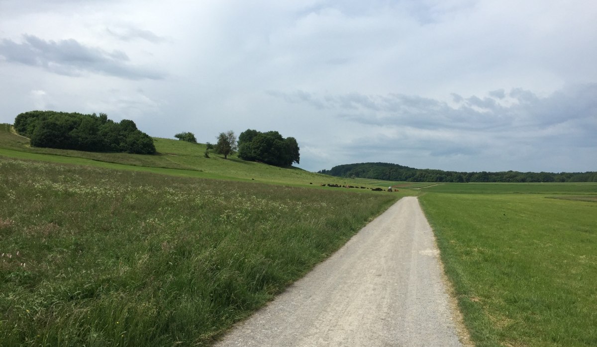 Ein Radweg führt durch grüne Wiesen und sanfte Hügel, gesäumt von Bäumen, unter einem bewölkten Himmel., © www.pro-cycl.de
