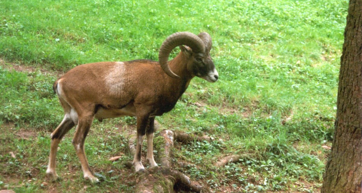 Ein Mufflon mit großen, gebogenen Hörnern steht auf einer grünen Wiese im Wald., © Naturpark Schönbuch Ein Mufflon mit großen, gebogenen Hörnern steht auf einer grünen Wiese im Wald., © Naturpark Schönbuch