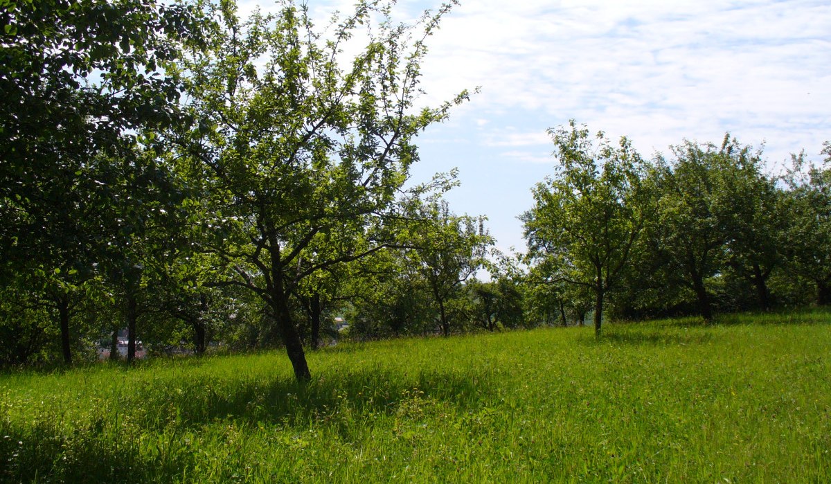 Grüne Wiese mit verstreuten Obstbäumen unter einem blauen Himmel mit einigen Wolken. Die Szene wirkt ruhig und naturbelassen., © Naturfreunde Holzgerlingen/Altdorf