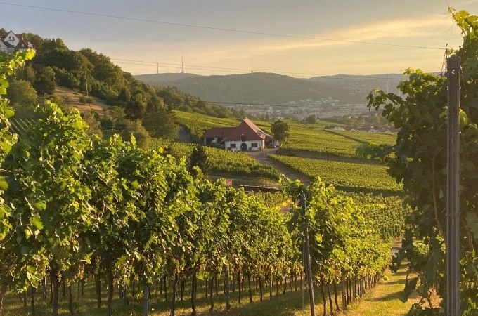 Weinberge im Sonnenuntergang mit einem Haus im Hintergrund, umgeben von grünen Hügeln und einem weiten Tal., © Weingenuss Stuttgart Weinberge im Sonnenuntergang mit einem Haus im Hintergrund, umgeben von grünen Hügeln und einem weiten Tal., © Weingenuss Stuttgart