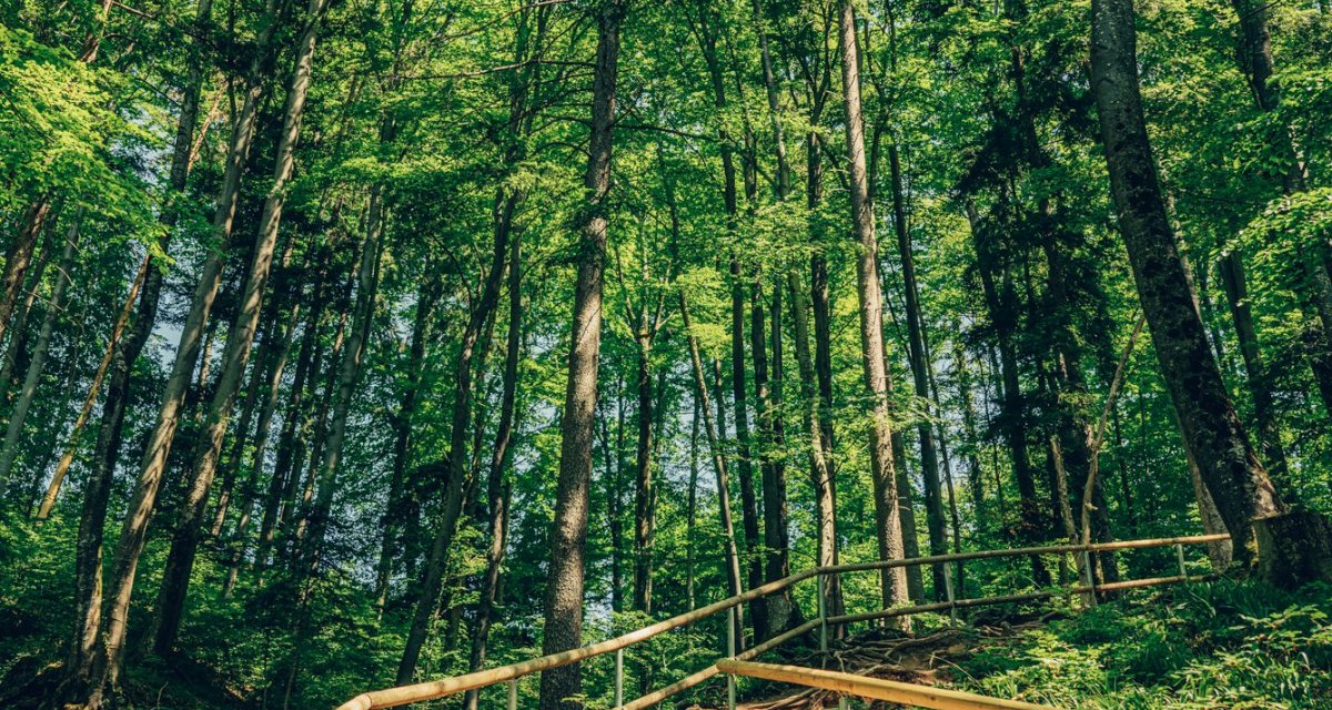 Ein Waldweg mit Treppen und Geländer führt durch einen dichten, grünen Wald. Sonnenlicht fällt durch die Blätter und beleuchtet den Pfad., © Tourismus Ostalb Ein Waldweg mit Treppen und Geländer führt durch einen dichten, grünen Wald. Sonnenlicht fällt durch die Blätter und beleuchtet den Pfad., © Tourismus Ostalb