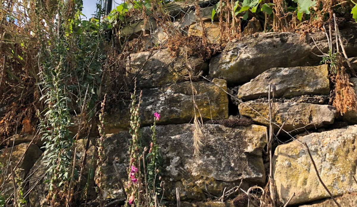 Weinbergblumen bei Marbach, © TMBW/ Susanne Bleibel Weinbergblumen bei Marbach, © TMBW/ Susanne Bleibel