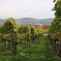 Weinberge im Remstal mit Blick auf eine Stadt und Hügel im Hintergrund. Die Reihen der Reben verlaufen parallel und das Laub ist grün und dicht., © Remstal Tourismus e.V.