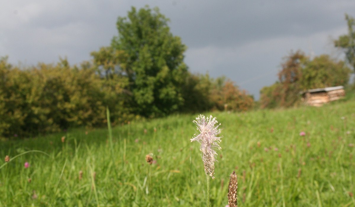 Eine grüne Wiese bei Hildrizhausen mit einer Blume im Vordergrund, Bäume und ein Holzstapel im Hintergrund unter bewölktem Himmel., © Natur.Nah. Schönbuch & Heckengäu