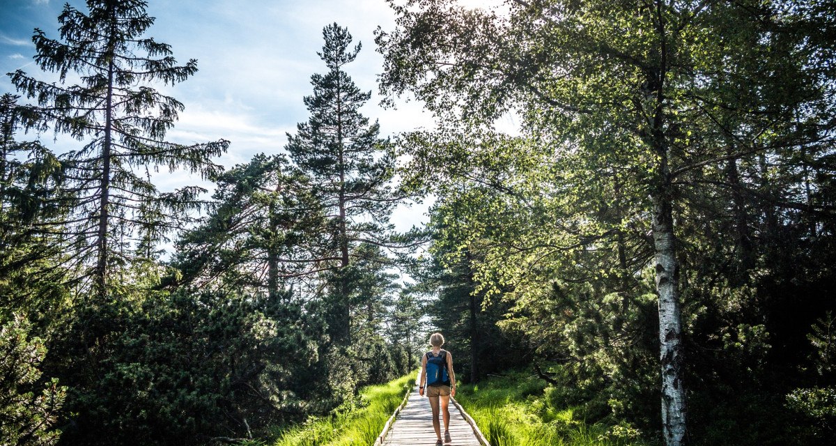 Eine Person wandert auf einem Bohlenweg durch das Wildseemoor, umgeben von Bäumen und grünem Gras, bei sonnigem Wetter., © Nördlicher Schwarzwald