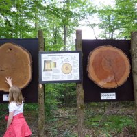 Zwei Kinder betrachten im Wald große Baumscheiben von Eiche und Douglasie, die auf Schautafeln montiert sind. Eine Infotafel erklärt den Stammaufbau., © Christian Bemmann, Lokale AGENDA 21 Magstadt, Arbeitskreis Natur und Umwelt